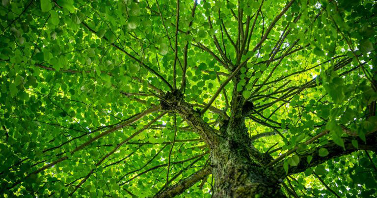 Looking up at a tree canopy, branches extend outward with vibrant green leaves illuminated by sunlight, creating a tranquil and refreshing atmosphere.